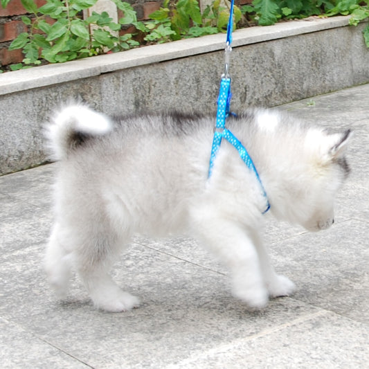 Adjustable small dog and cat harness - Orchid Unique