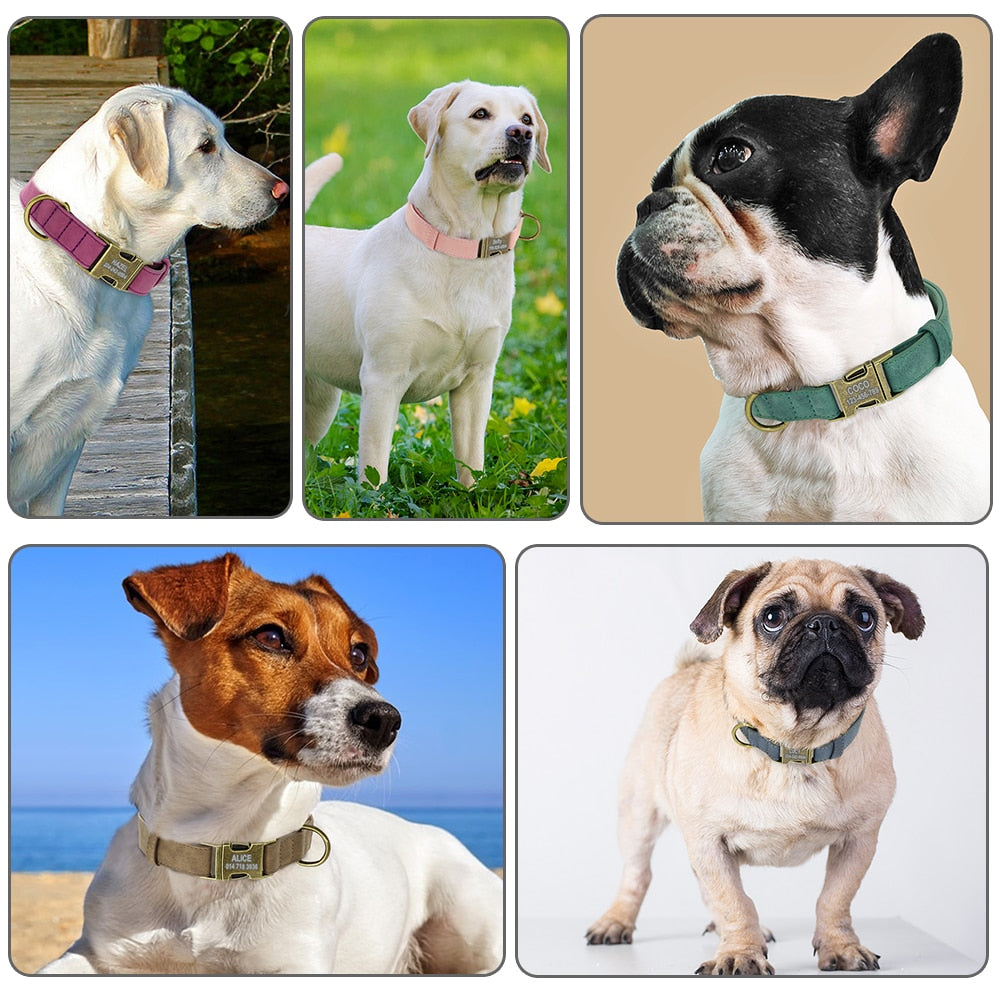 Dog ID Collar - Orchid Unique