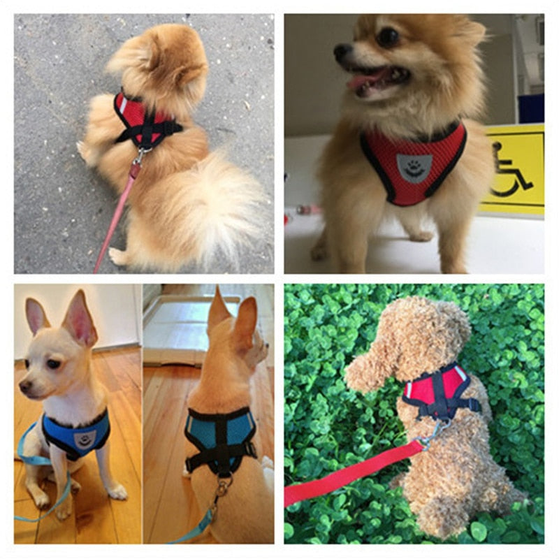 Adjustable Puppy Harness Collar - Orchid Unique
