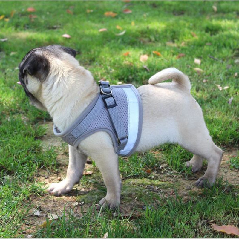 Vest Harness Leash - Orchid Unique