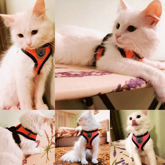Pet Harness and Leash Combo - Orchid Unique