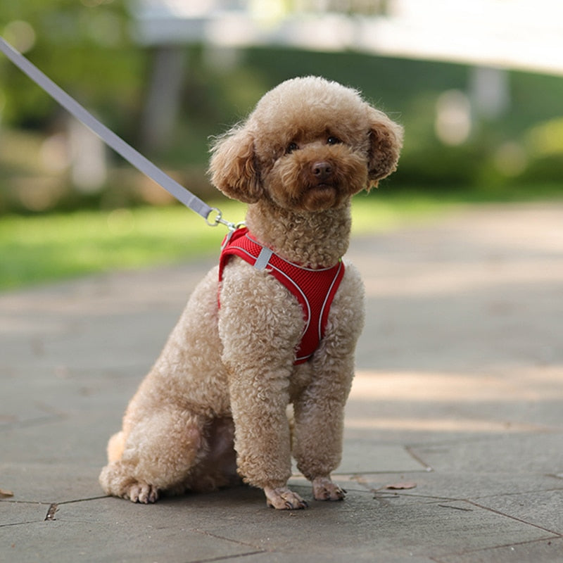 Dog Harness Leash Set - Orchid Unique