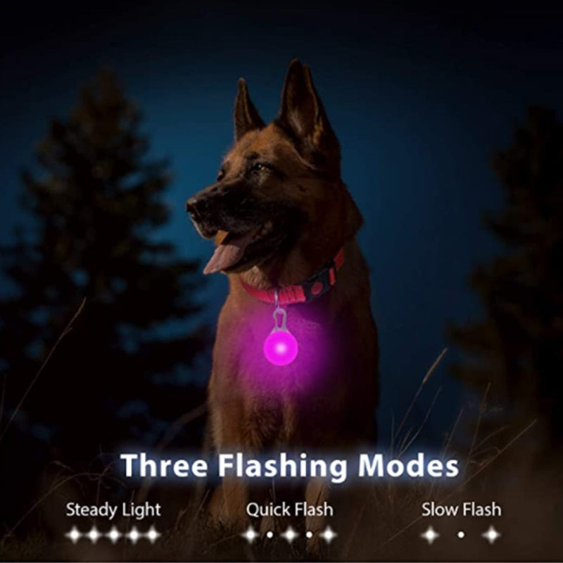 USB-charging glowing dog collar - Orchid Unique