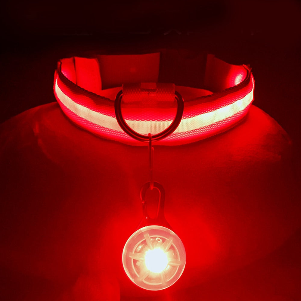 USB-charging glowing dog collar - Orchid Unique