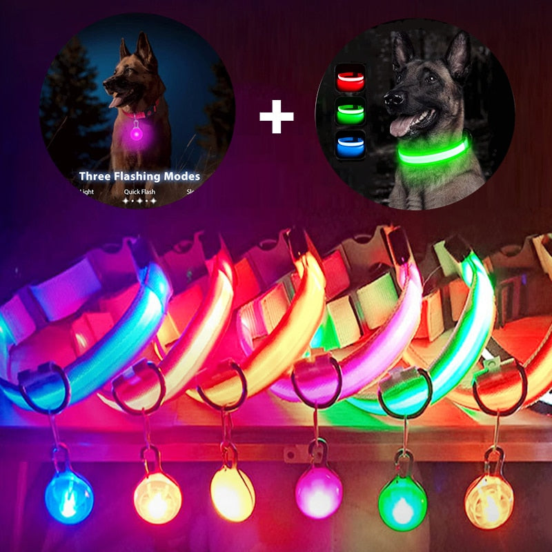 USB-charging glowing dog collar - Orchid Unique