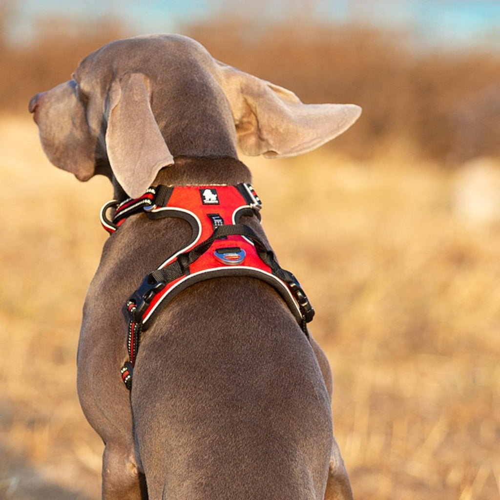 Truelove Pet Reflective Dog Harness - Orchid Unique  Orchid Unique 