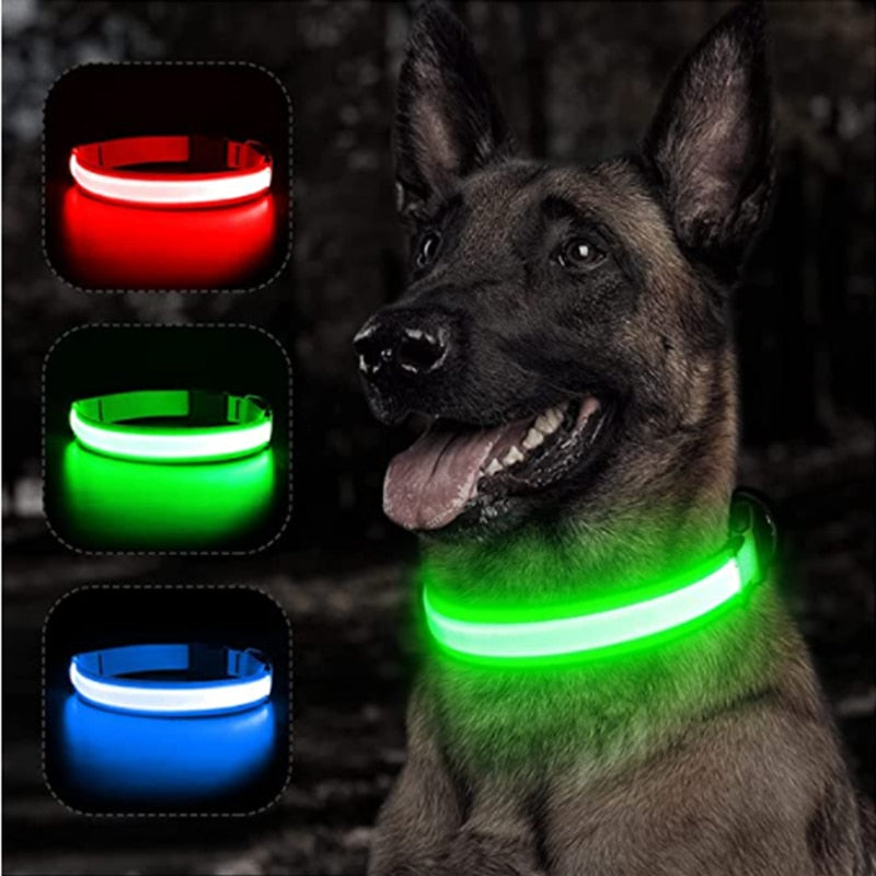 USB-charging glowing dog collar - Orchid Unique  Orchid Unique 